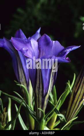 Blu Genziana. Gentiana sino-ornata Foto Stock