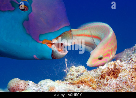 Oceano Indiano Steephead pesci pappagallo pterois volitans con un Klunzinger Wrass Thalassoma rueppellii nel mar Rosso in Egitto Foto di un Foto Stock