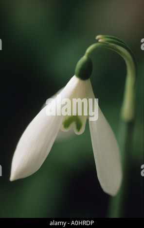 Snowdrop. Galanthus reginae olgae- Foto Stock