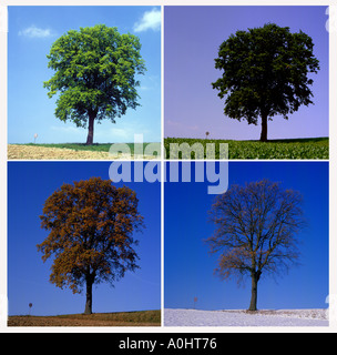 La composizione di un singolo albero di quercia 4 stagioni di immagini. Foto di Willy Matheisl Foto Stock