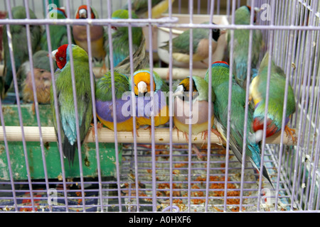 Cina Hong Kong Mon Kok mercato degli uccelli Uccelli colorati in gabbia Foto Stock