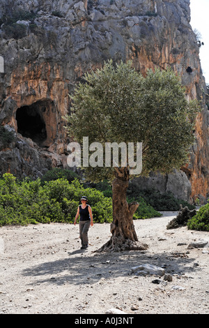 Albero di olivo ed escursionisti in Agiofarango gorge, nel sud di Creta, Grecia Foto Stock