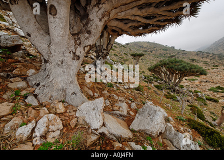 Dragon's sangue albero sull altopiano Homhil, isola di Socotra, Sito Patrimonio Mondiale dell'UNESCO, Yemen Foto Stock