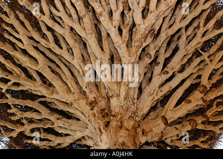 Dragon's sangue albero sull altopiano Homhil, isola di Socotra, Sito Patrimonio Mondiale dell'UNESCO, Yemen Foto Stock