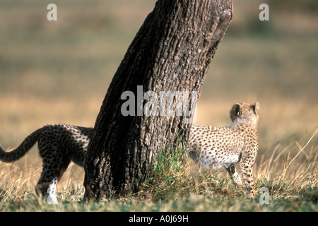 Africa Kenia Masai Mara Game Reserve Cheetah cubs Acinonyx jubatas camminando intorno alla base di acacia Foto Stock