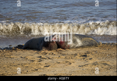 Guarnizione grigia Halichoerus grypus maschi combattimenti sulla North Norfolk Coastal Wildlife reserve Foto Stock