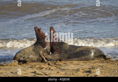 Guarnizione grigia Halichoerus grypus maschi combattimenti sulla North Norfolk Coastal Wildlife reserve Foto Stock