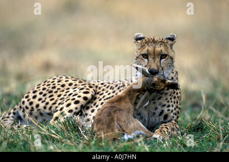 Africa Kenia Masai Mara Game Reserve ghepardo Acinonyx jubatas con Thomson s gazzella fawn kill Gazella thomsonii Foto Stock