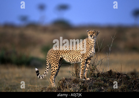 Africa Kenia Masai Mara Game Reserve ghepardo Acinonyx jubatas sondaggi dalla savana termite mound all'alba Foto Stock