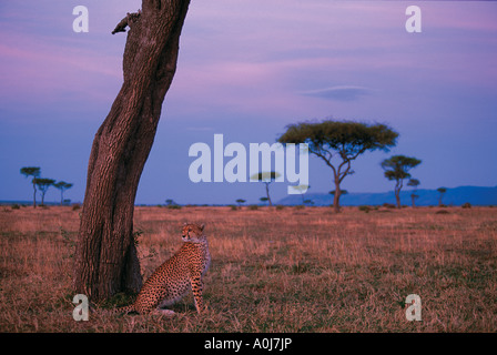 Africa Kenia Masai Mara Game Reserve femmina adulta ghepardo Acinonyx jubatas a base di acacia sulla savana all'alba Foto Stock