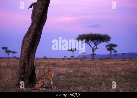 Africa Kenia Masai Mara Game Reserve femmina adulta ghepardo Acinonyx jubatas a base di acacia sulla savana all'alba Foto Stock