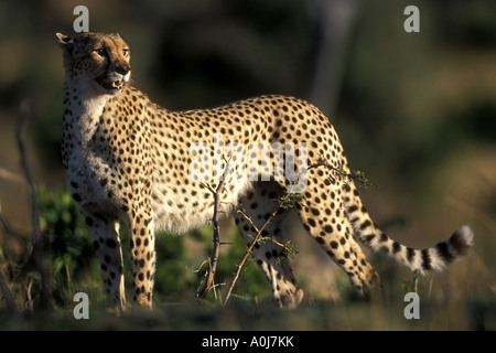 Africa Kenia Masai Mara Game Reserve femmina adulta ghepardo Acinonyx jubatas riposa in erba alta dopo la fuga di Lion pride Foto Stock