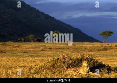 Africa Kenia Masai Mara Game Reserve femmina adulta ghepardo Acinonyx jubatas con quattro giovani cubs risiede nell'erba al tramonto Foto Stock