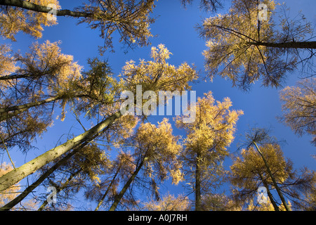 Il larice Larix decidua Norfolk autunno Foto Stock