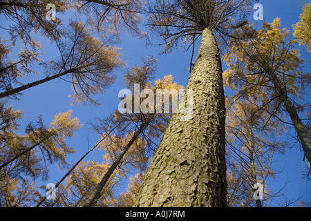 Il larice Larix decidua Norfolk autunno Foto Stock