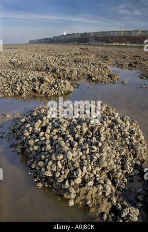 Letti di mitilo Hunstanton Norfolk UK Novembre Foto Stock
