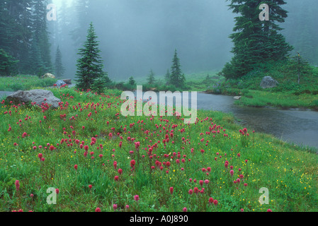 Fiori selvaggi e stagno in pioggia lungo nisqually vista trail il parco nazionale del monte Rainier Washington Stati Uniti d'America Foto Stock