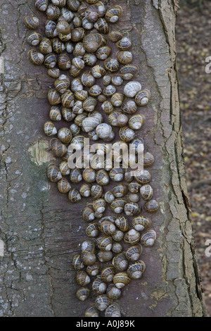 Snails Helix aspersa sopra Wintering in un gruppo grande sopra Un tronco di albero Nord Norfolk Foto Stock