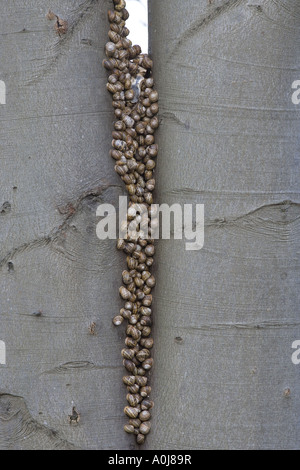 Snails Helix aspersa sopra Wintering in un gruppo grande sopra Un tronco di albero Nord Norfolk Foto Stock