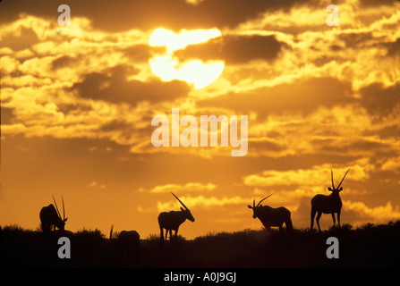 Sud Africa Kgalagadi Parco transfrontaliero mandria di adulto Gemsbok Oryx gazella stagliano sulla duna di sabbia all'alba Foto Stock