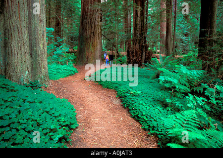 Famiglia a piedi attraverso il un antico albero di sequoia forest presso il viale dei giganti nel nord della California Foto Stock