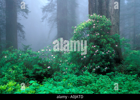 Fiori di rododendro in fiore nel parco nazionale di Redwood forest durante una mattinata nebbiosa lungo la costa della California Foto Stock