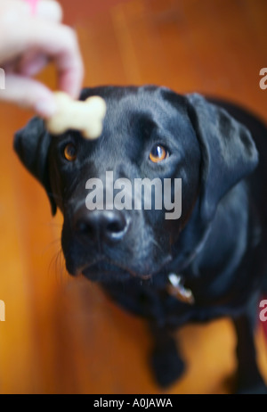 Un laboratorio di nero si siede pazientemente guardando intensamente un cane trattare trattenuto in esso s proprietari mano sopra esso s naso Foto Stock