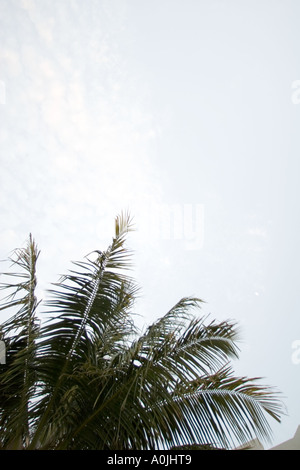 Palm tree contro il cielo bianco con luna Foto Stock