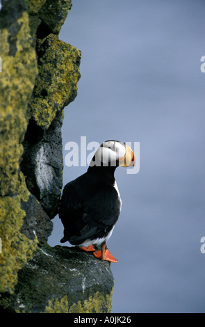 Cornuto Puffin sulla roccia di muschio battuta, Kachemak Bay, vicino a Homer Ak Foto Stock