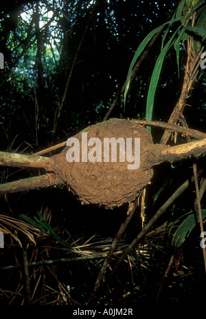 Termite, termiti, termite nido su Terra Nova isola lungo il Rio delle Amazzoni a est della città di Manaus in stato di Amazonas, Brasile, Sud America Foto Stock