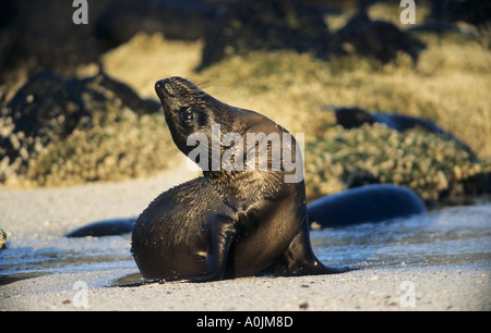 Le Galapagos Sealion giovani Zalophus californianus wollebacki Foto Stock