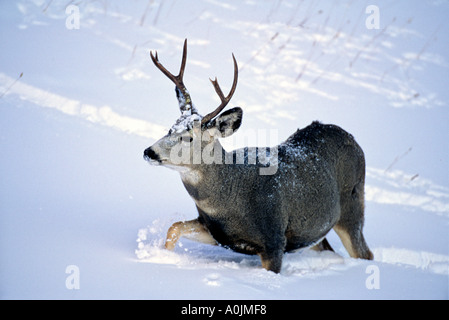 Mule Deer Buck 26 Foto Stock