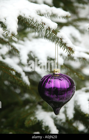 Viola a forma di goccia natale Pallina sul ramo di snowy abete Foto Stock