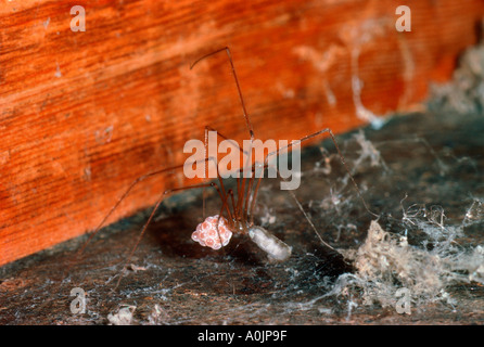 Il Daddy-lungo-gambe Spider, Pholcus phalangioides. Femmina con uova Foto Stock