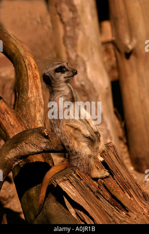 Meerkat in appoggio su di un registro in posizione di avviso Foto Stock