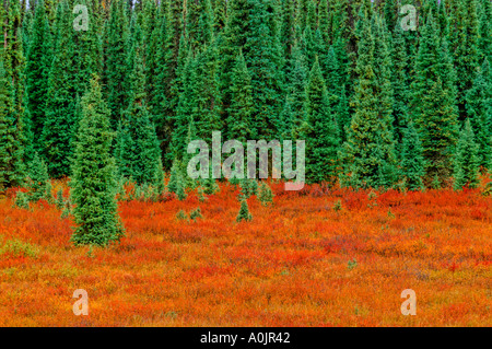 Il verde di alberi e cespugli di rosso Foto Stock