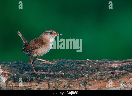 Winter Wren, Troglodytes troglodytes Foto Stock