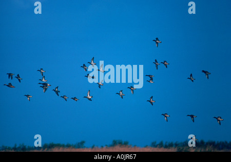 Diverse le anatre in volo [ Ex: Teal, Anas crecca ] Foto Stock