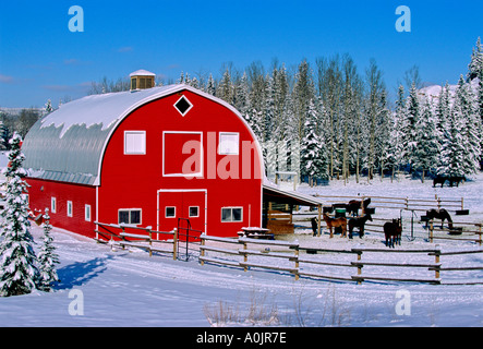 Cavallo fienile in inverno scenic Foto Stock