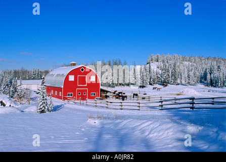 Cavallo fienile in inverno scenic Foto Stock