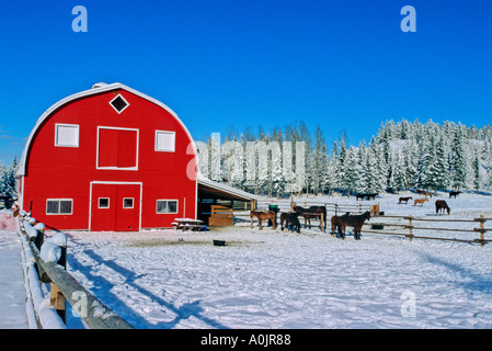 Cavallo fienile in inverno Foto Stock