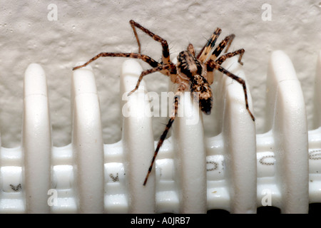 Ronzio ragno, un fantasma europea spider. Anyphaena accentuata. Foto Stock