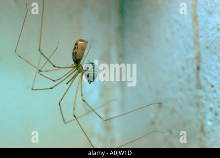 Il Daddy-lungo-gambe Spider, Pholcus phalangioides. Mangiare una preda Foto Stock