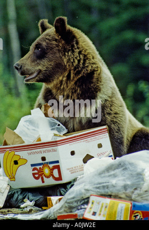 Orso grizzly nella spazzatura 39 Foto Stock