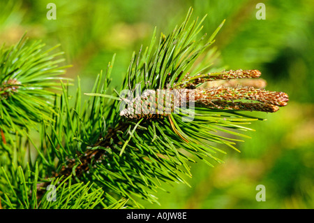 Nuovi coni del pino Foto Stock