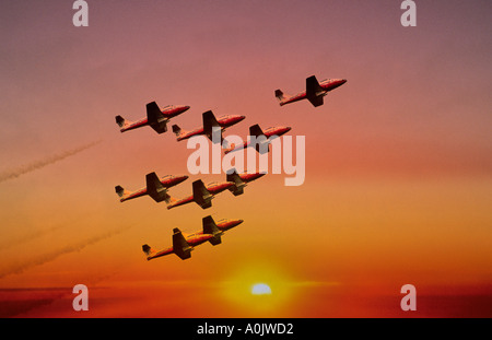 Uccelli di neve 27 Foto Stock