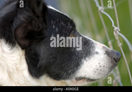 Cane di pecora, Sheep Dog prove, Gairloch, Highland Scozia Scotland Foto Stock