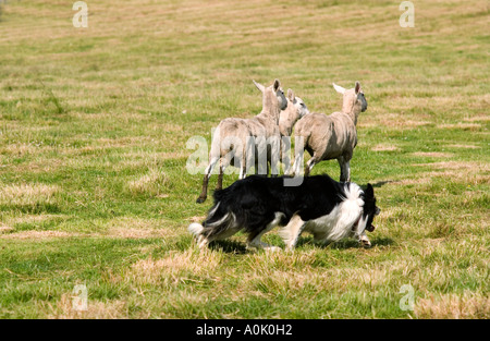 Cane di pecora e pecora, Sheep Dog prove, Gairloch, a nord-ovest della Scozia Foto Stock