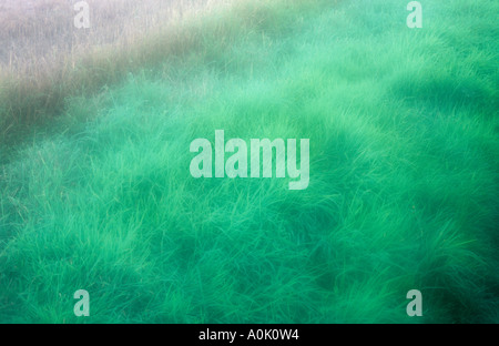 Lussureggiante atmosferica erba verde accanto al bordo di un campo di stoppie di cereali dove è stato raccolto Foto Stock