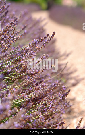 Un miele APE SU LAVANDA IN IL GIARDINO DEL MILLENNIO A CASTLE HILL HOUSE DEVON UK Foto Stock